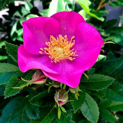 Rosier Jam-a-licious ® - Leaderplant