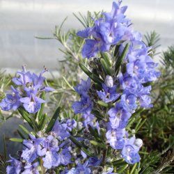Romarin rampant 'Corsican Blue' - Leaderplant