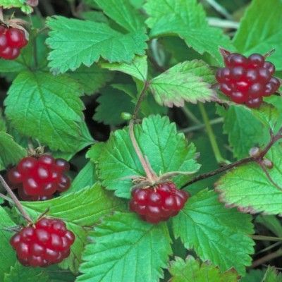 Framboisier Arctique Marika - Leaderplant