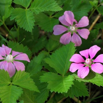 Framboisier Arctique Marika - Leaderplant