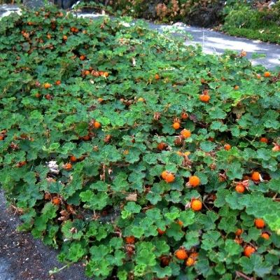 Ronce ornementale Betty Ashburner - Leaderplant