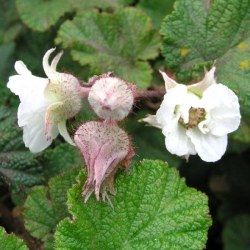 Ronce ornementale Betty Ashburner - Leaderplant