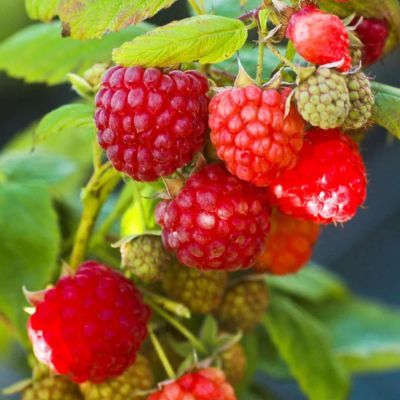 Framboisier remontant Aroma Queen - Leaderplant