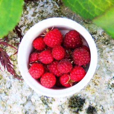 Framboisier remontant Aroma Queen - Leaderplant