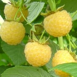 Framboisier Jaune - Leaderplant