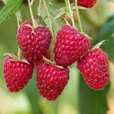 Framboisier Sanibelle - Leaderplant