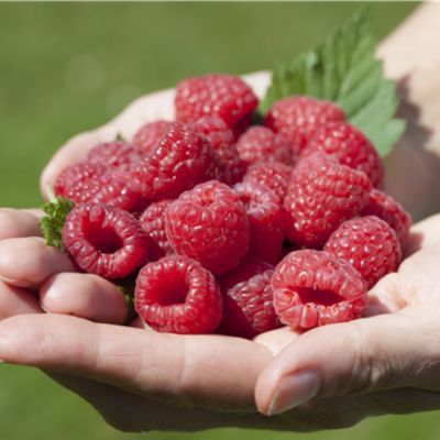 Framboisier Sanibelle - Leaderplant