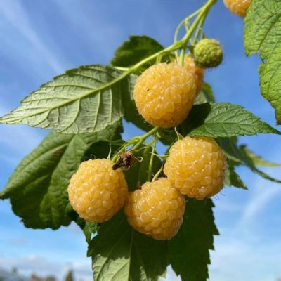 Framboisier nain Jaune Lowberry Good As Gold ® - Leaderplant
