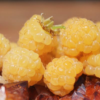 Framboisier nain Jaune Lowberry Good As Gold ® - Leaderplant