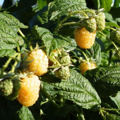 Framboisier nain Jaune Lowberry Good As Gold ® - Leaderplant