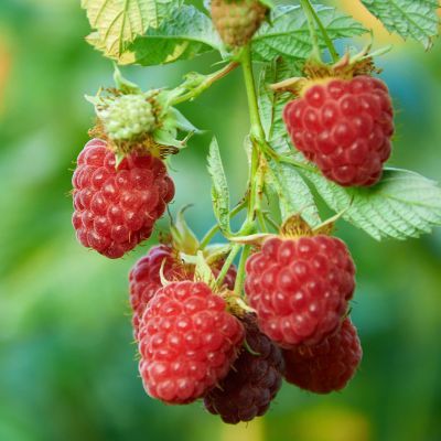 Framboisier remontant September - Leaderplant