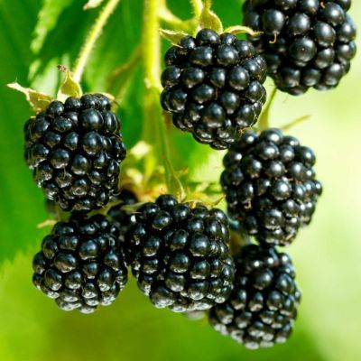 Murier Nain Lowberry Little Black prince ® - Leaderplant