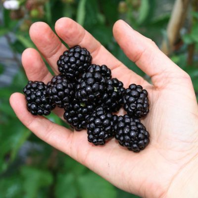 Murier Nain Lowberry Little Black prince ® - Leaderplant