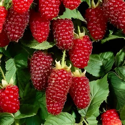 Mûre-Framboise Loganberry - Leaderplant