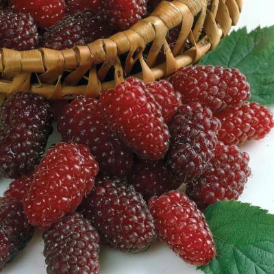 Mûre-Framboise Loganberry - Leaderplant