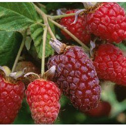 Mûre-Framboise Tayberry - Leaderplant