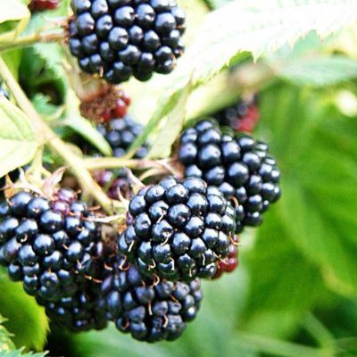 Murier Thornfree /  Mûre sans épines Thornfree - Leaderplant