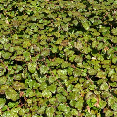 Ronce rampante tricolor / Rubus tricolor - Leaderplant