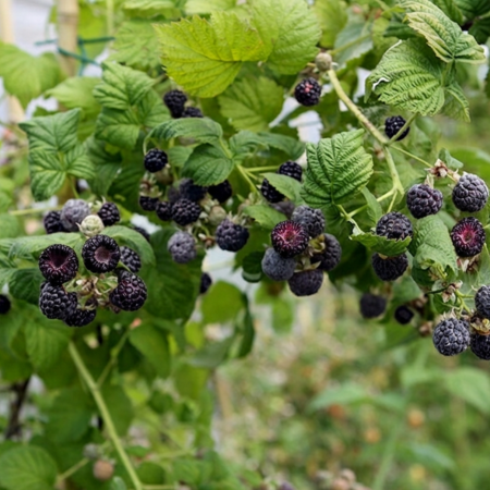 Framboisier pourpre Glen Coe - Leaderplant