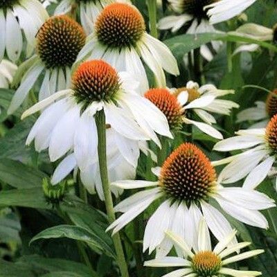 Échinacée - Rudbeckia blanche - Leaderplant