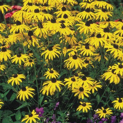 Rudbeckia lumineuse - Echinacée - Leaderplant