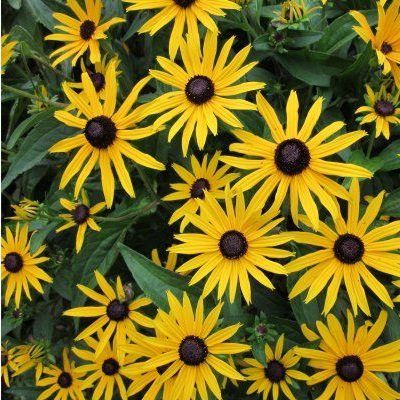 Rudbeckia lumineuse - Echinacée - Leaderplant