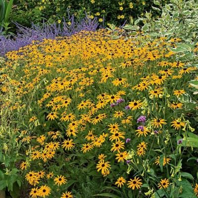 Rudbeckia lumineuse - Echinacée - Leaderplant
