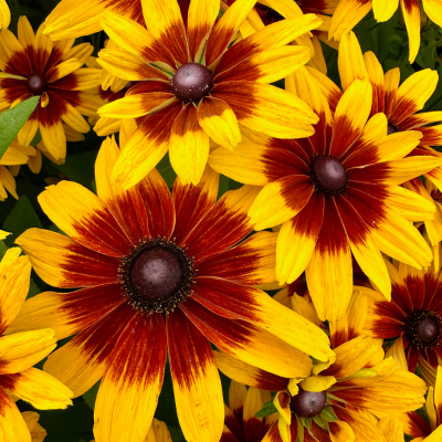 Rudbeckia MiniBeckia Flame ®  - Leaderplant