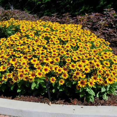 Rudbeckia MiniBeckia Flame ®  - Leaderplant