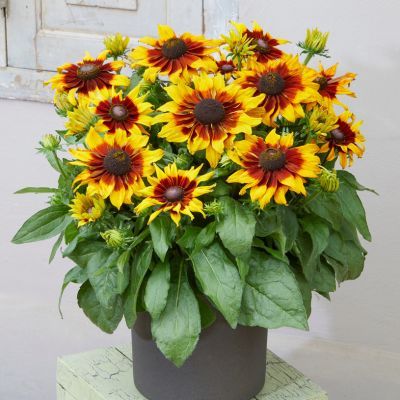 Rudbeckia Sizzling Sunset ® - Echinacée - Leaderplant