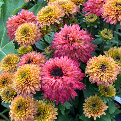 Rudbeckia Glow Sugar Summerina ®  - Leaderplant