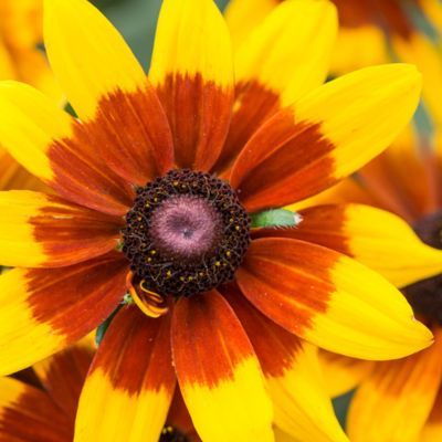 Rudbeckia Sunbeckia Mia ®  - Leaderplant