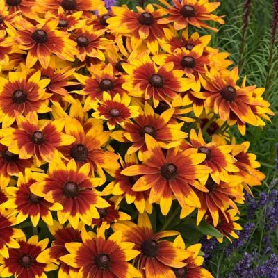Rudbeckia Sunbeckia Mia ®  - Leaderplant