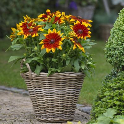 Rudbeckia Sunbeckia Mia ®  - Leaderplant