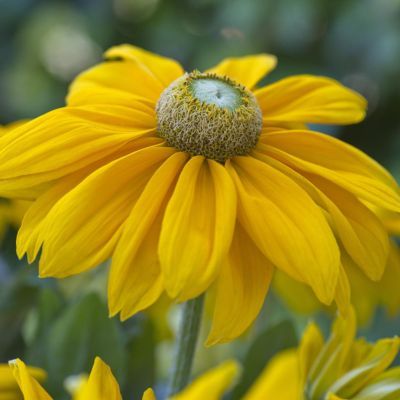 Rudbeckia Sunbeckia Ophélia ®  - Leaderplant