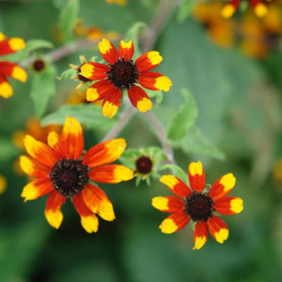 Rudbeckia Prairie Glow - Leaderplant