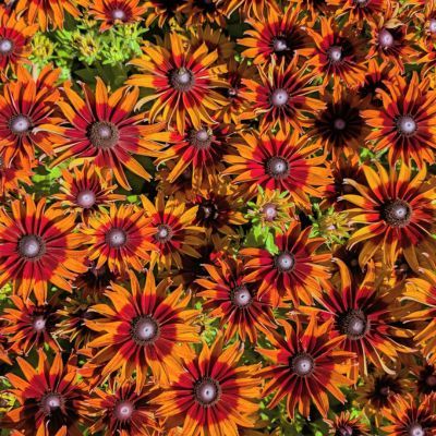 Rudbeckia Sizzling Sunset ® - Echinacée - Leaderplant