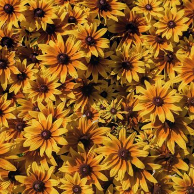 Rudbeckia Sunbeckia Mia ®  - Leaderplant
