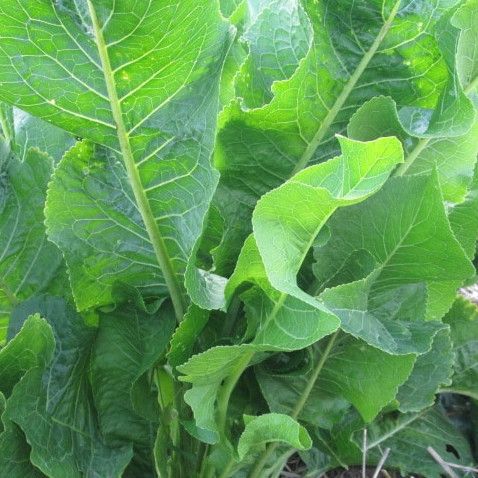 Oseille épinard / Epinard perpétuel - Leaderplant