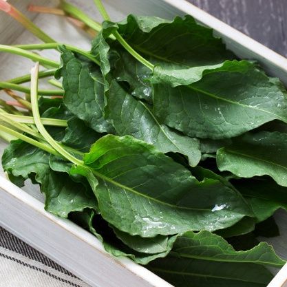 Oseille épinard / Epinard perpétuel - Leaderplant