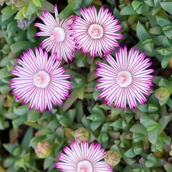 Ruschia lineolata - Leaderplant