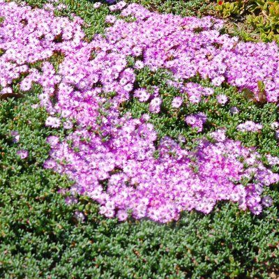 Ruschia lineolata - Leaderplant