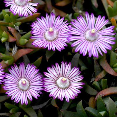 Ruschia lineolata - Leaderplant