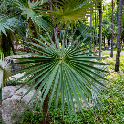 Palmier nain - Sabal nain - Sabal minor - Leaderplant