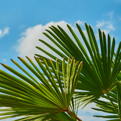 Palmier nain - Sabal nain - Sabal minor - Leaderplant