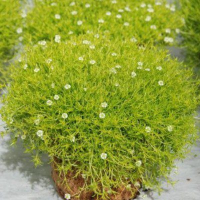 Sagine dorée - Leaderplant