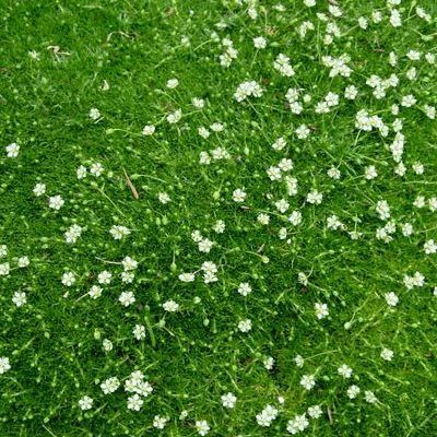 Sagine verte Strong Moss - Leaderplant