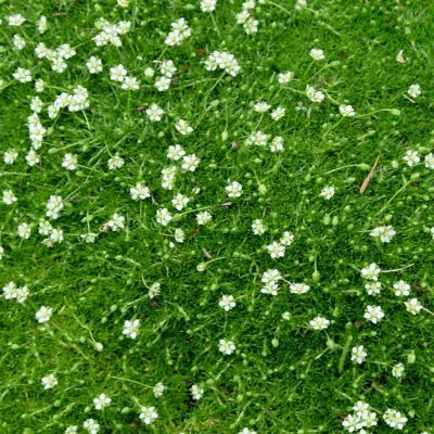 Sagine verte Strong Moss - Leaderplant