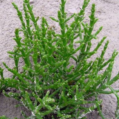 Salicorne - Cornichon de mer - Leaderplant