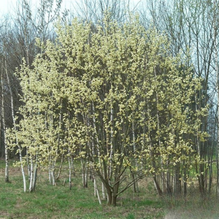 Saule marsault - Leaderplant